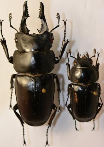 Prosopocoilus serricornis